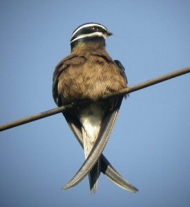 木の枝などにもよくとまるコシラヒゲカンムリアマツバメ